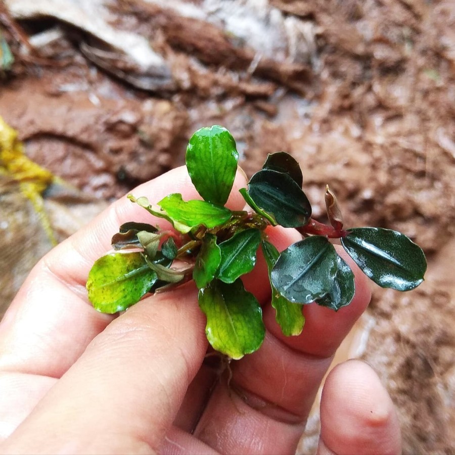 Tanaman Bucephalandra brownie Helena