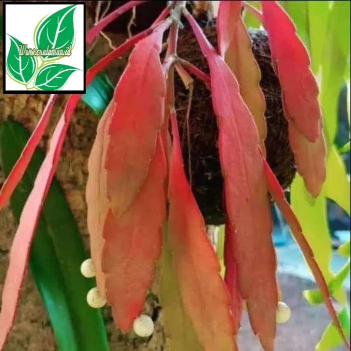 Tanaman hias gantung Wijaya Kusuma tasbih - Wijaya Kusuma tasbih daun