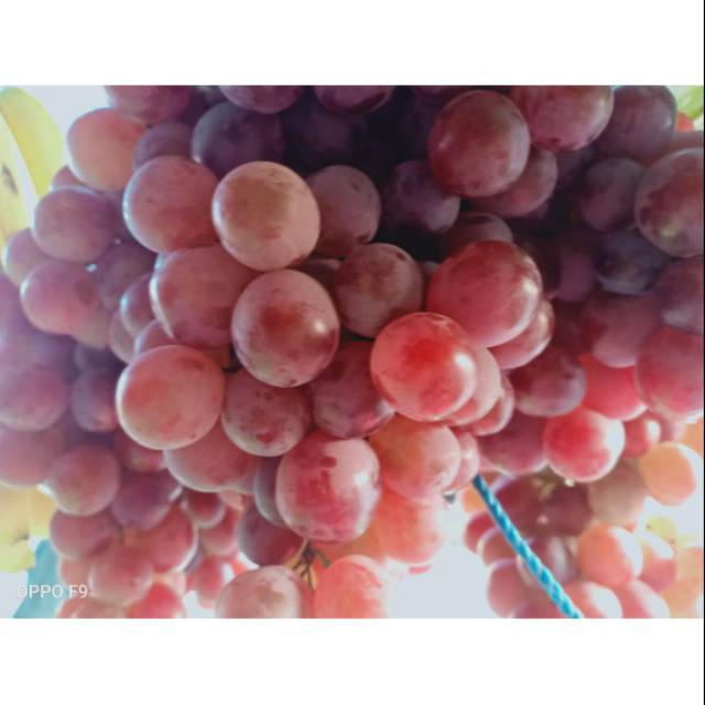 

Buah Anggur Merah 1 kg
