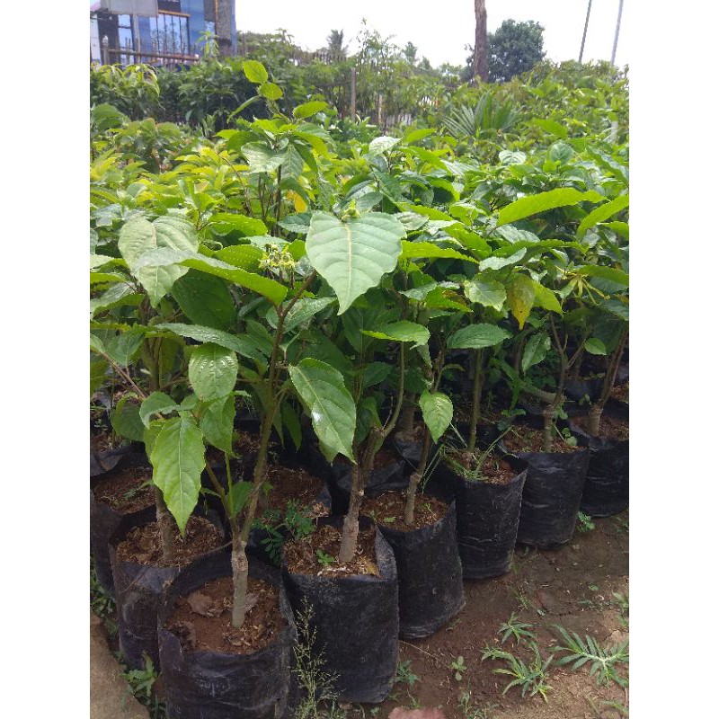 BIBIT BUNGA KENANGA SUDAH BERBUNGA // BUNGA KENANGA