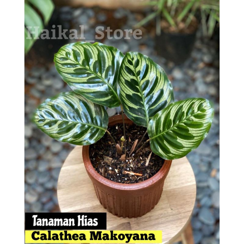 Calathea Makoyana - Tanaman Hias calathea makoyana - kalatea makoyana