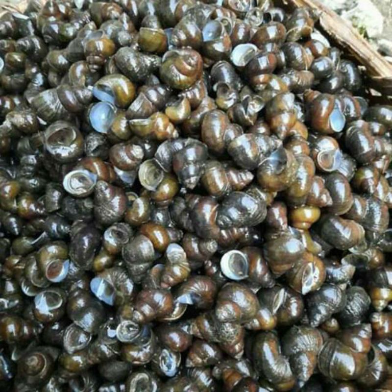 

Tutut Sawah Potong Ekor 1 Kg