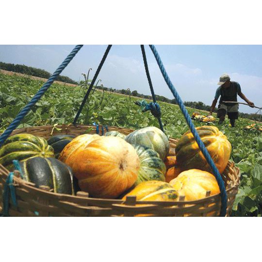 R3Stock Benih Blewah Batu - Bibit Tanaman Garbis Curah