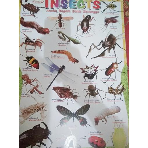 poster anak anak poster jenis hewan serangga