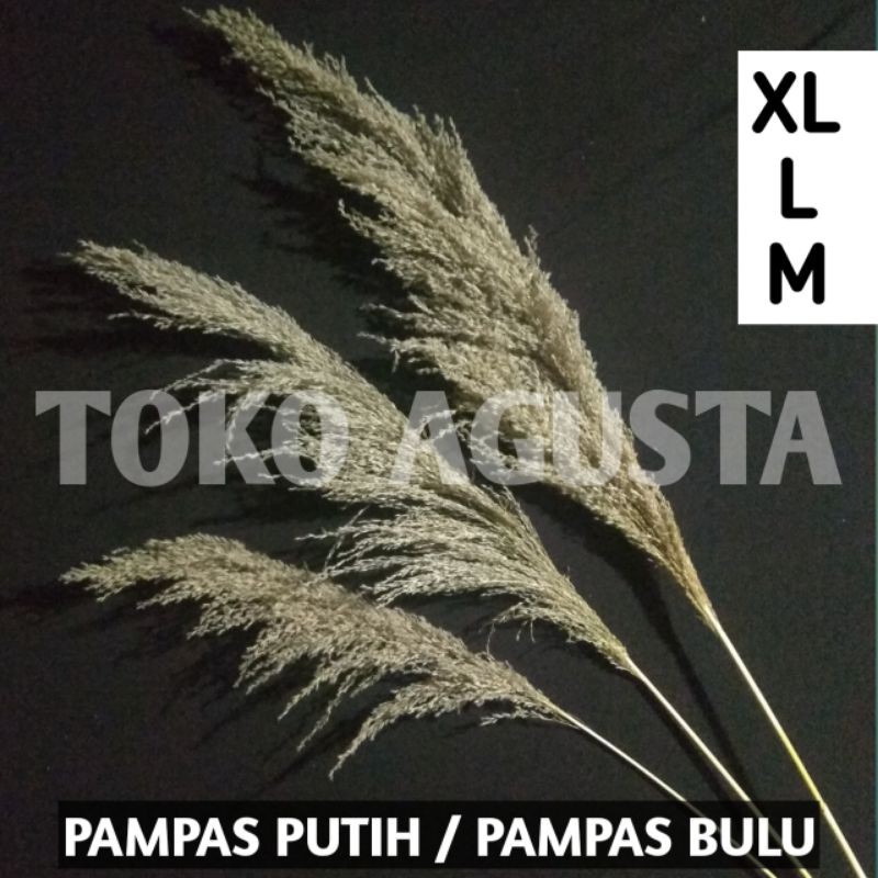 Pampas grass lokal / Pampas bulu / Pampas putih kualitas super