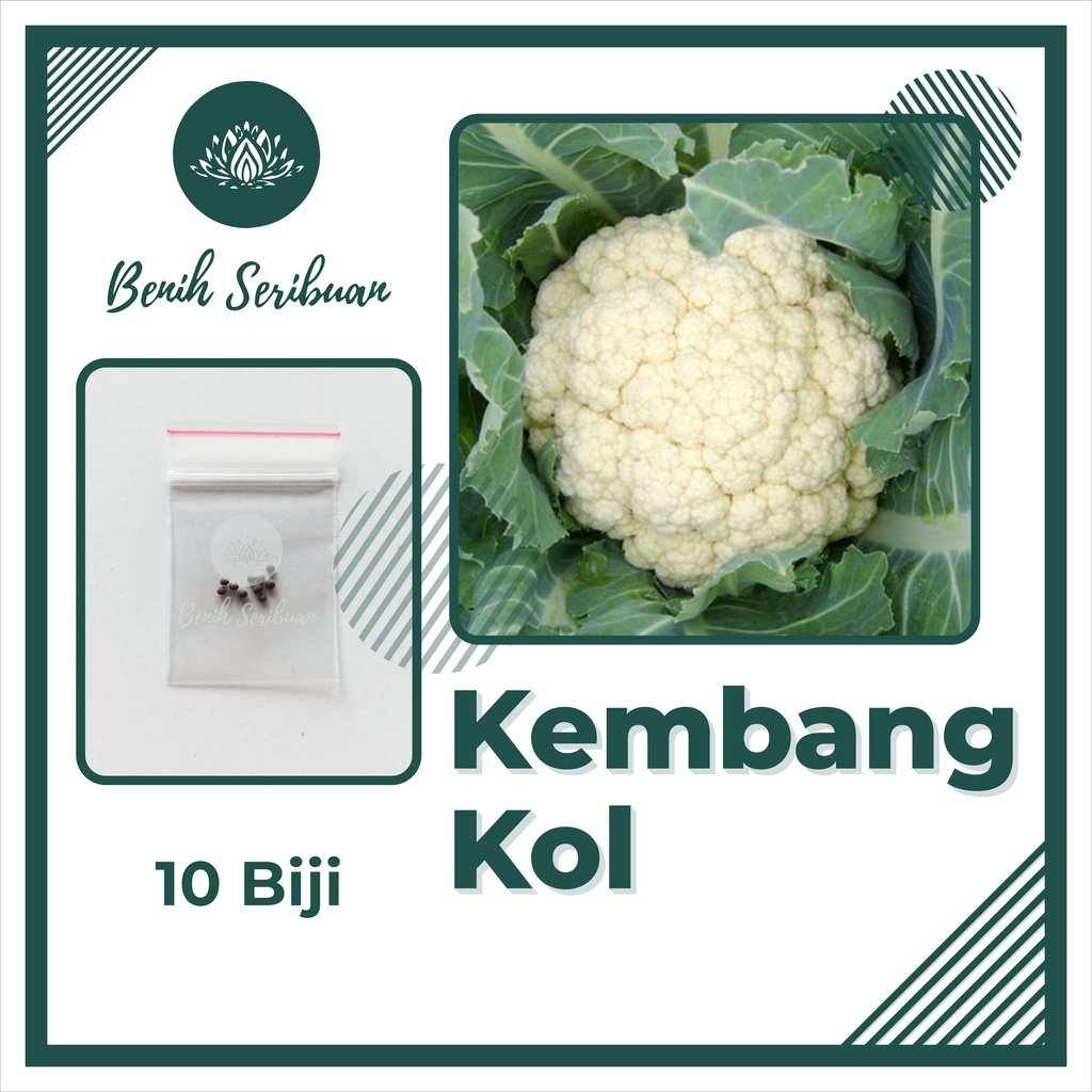 BSJT Benih Bibit Sayur Sayuran Hidroponik Daun Paket Lengkap All Varian Bayam Cabe Bawang Kangkung Kol Kubis Sawi Pakcoy Selada Merah Terong Ungu Tomat dll-KEMBANG KOL
