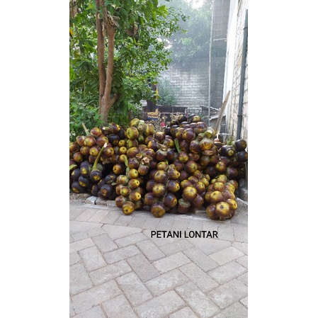 

Buah lontar utuh 1 glondong, isi 3 biji buah