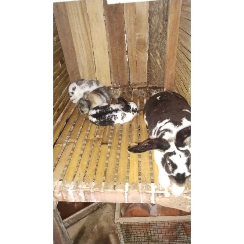 Urine Kelinci Murni 1 Liter