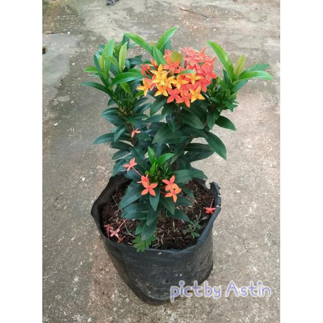 Paling Populer 21+ Gambar Bunga Asoka Orange - Gambar Bunga HD