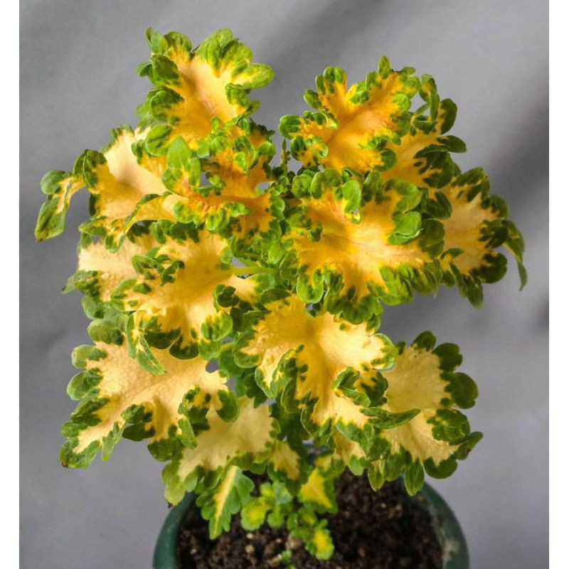 SUDAH BERAKAR BANYAK Tanaman hias miana ekor naga, Pohon miana ekor naga, miana ekor naga kuning