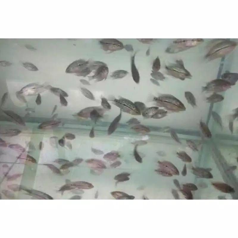 ikan lohan/louhan SRM burayak murah // GARANSI ganti jika ikan mati