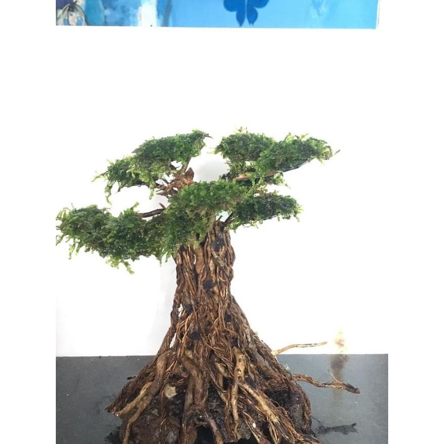 Harga Bonsai Beringin Aquascape | Cahunit.com