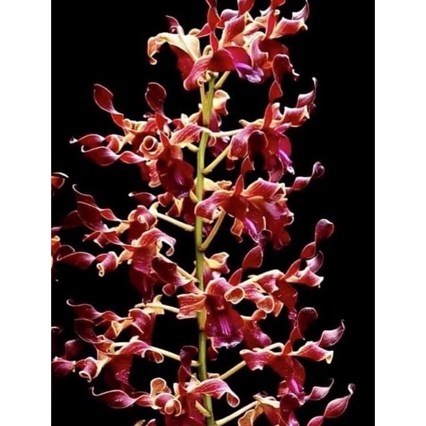 dendrobium wibi asri x kraikan sirinungsi