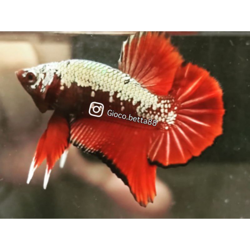 Cupang Red Samurai
