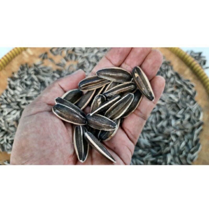 (Ready)100 Biji Bibit Bunga Matahari Biji Besar Besar pilihan