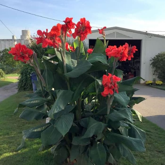 Tanaman hias kana bunga merah - canna president | Jenis tanaman hias berbunga yang dapat dijadikan k