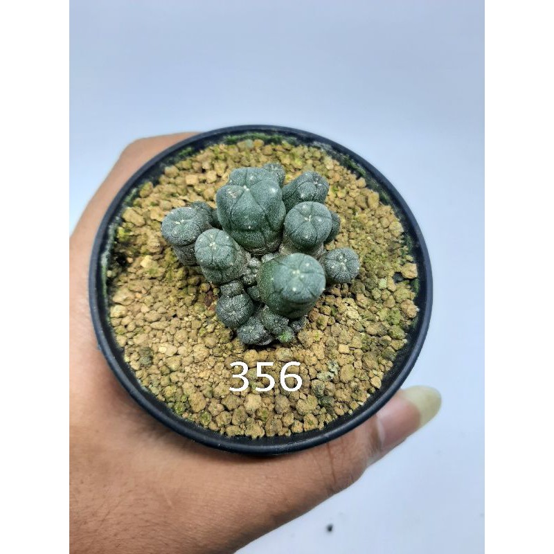 Lophopora williamsii cluster