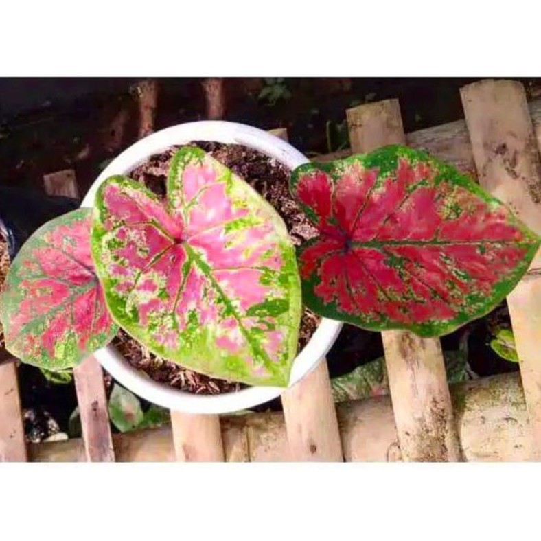 Caladium/keladi H 37/Uncle Marley =>Hibrit H37