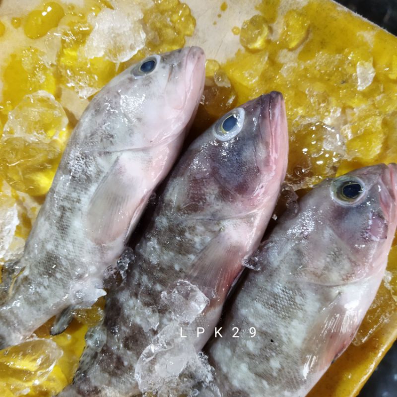 

Ikan Kerapu Segar 1~Kilogram