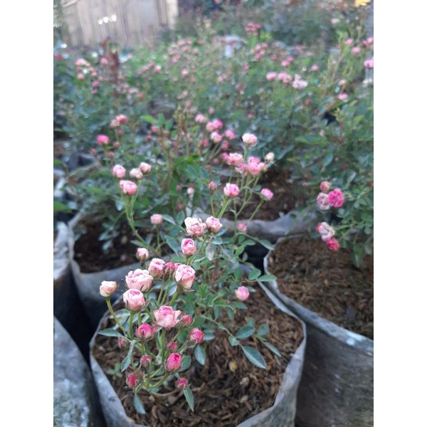 Tanaman Hidup Bunga Mawar Import Baby Rose-Bunga murah-baby rose- Bunga mawar cantik- bunga mawar im