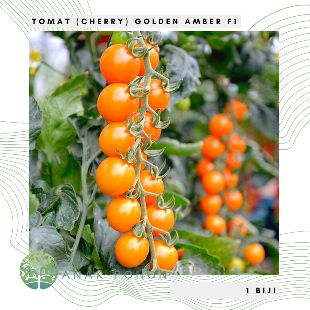 Benih Bibit Biji - Tomato Cherry Golden Amber Hibrida F1 Tomat Ceri Orange Seeds - Panen Dalam 90 Hari