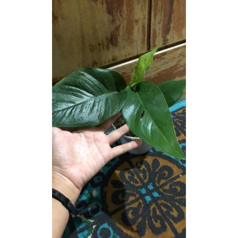 Monstera Pertusa/monstera mini