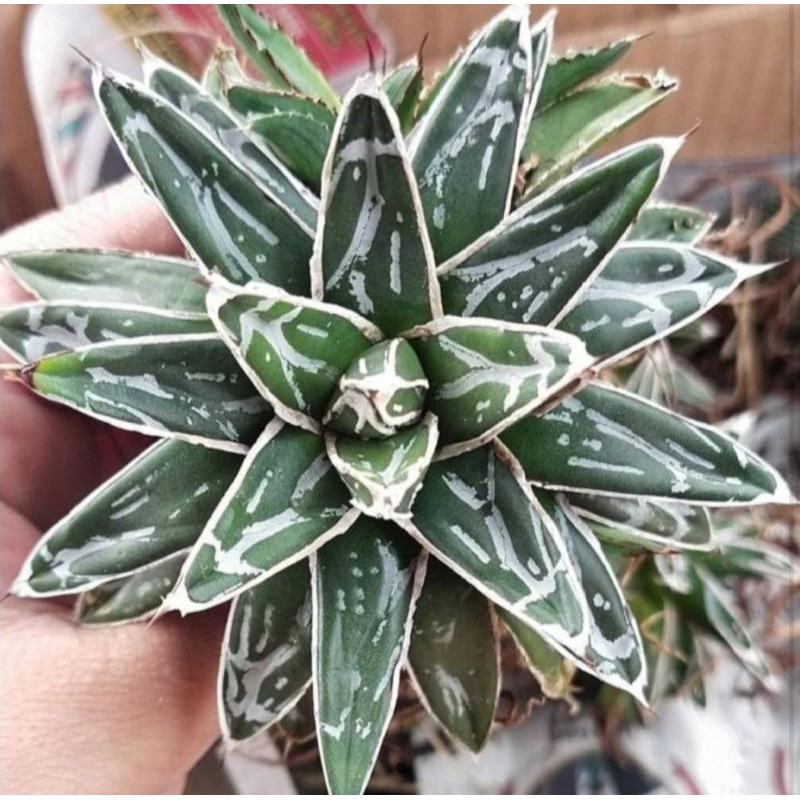 Tanaman Hias Hidup Kaktus "Agave Victoria Himeson"