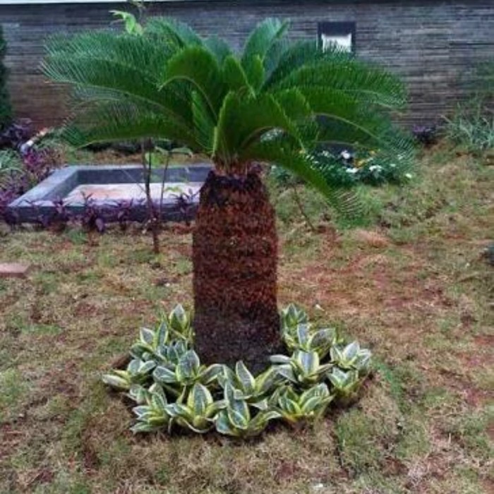 Pohon sikas tinggi 1 meter daun