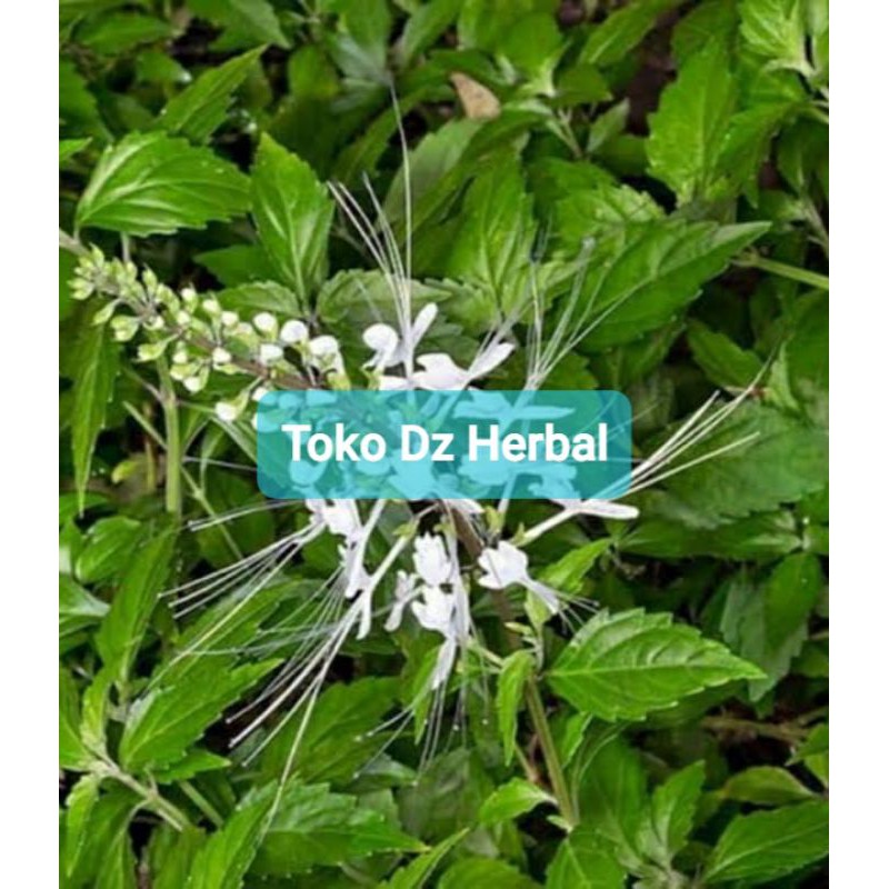 

Daun kumis kucing segar petik langsung 500 gram-az