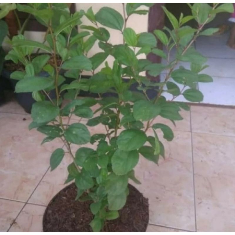 Pohon Bidara Arab Asli Tanaman Herbal Bibit Pohon Bidara Arab