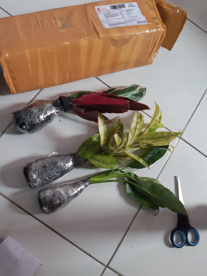 Tanaman Hias Peace Lily Sepatu Phylum Pohon Sepatu Pilem