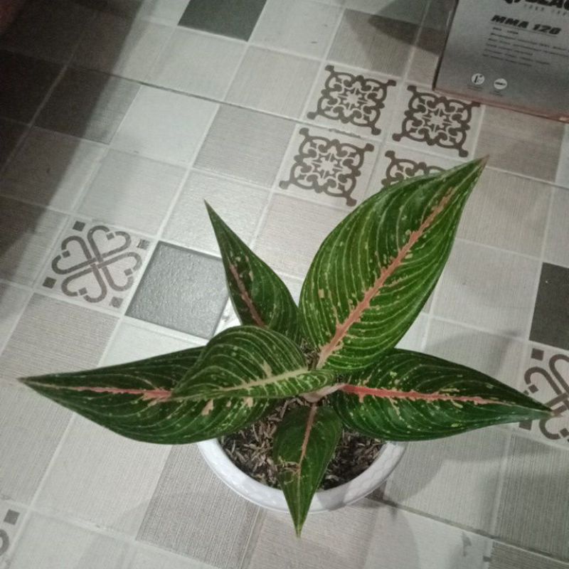 aglonema green legacy