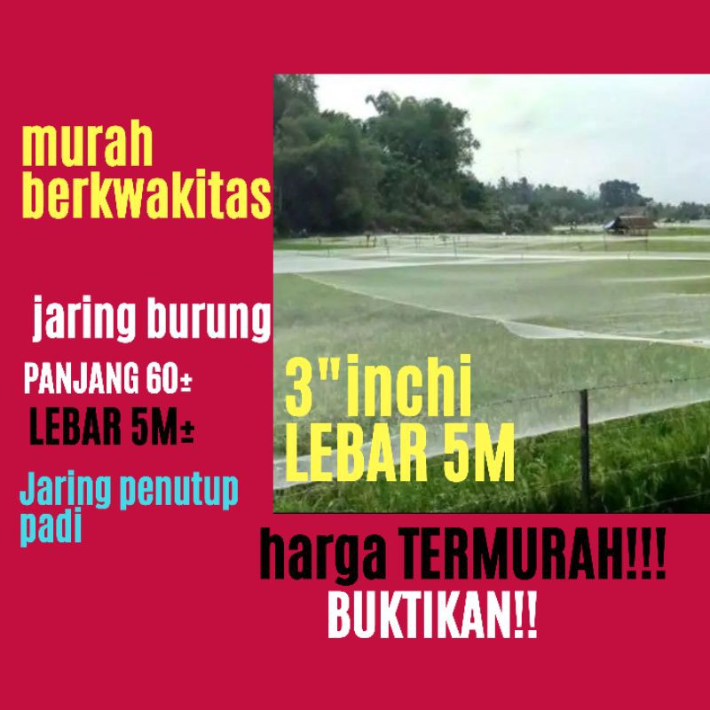 Jaring Burung Emprit pipit Jaring burung pengaman padi di sawah Jaring penghalo burung sawah