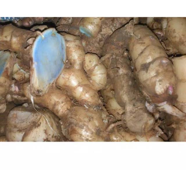 

Temuireng / Temu ireng segar 25 gram