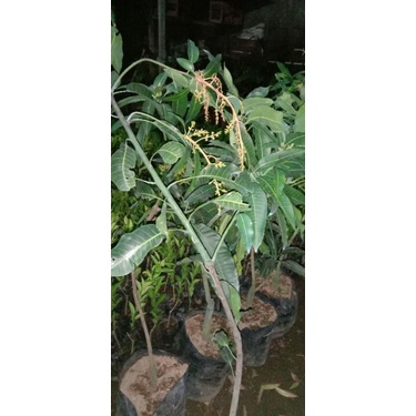Bibit Mangga BERBUAH, Bisa TABULAMPOT