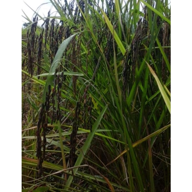 Benih Bibit Padi Hitam Varietas Jeliteng 5 kg
