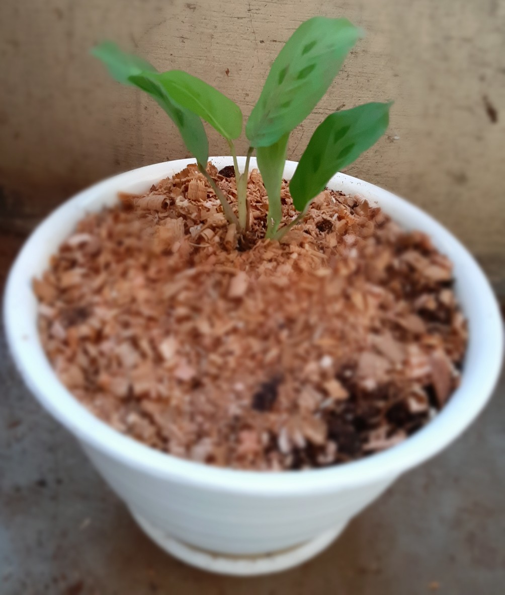 Tanaman Hias Calathea Silver