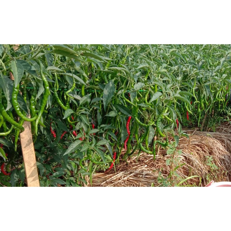 Benih cabai merah keriting 5g isi +-1100 biji Tahan Virus|| Bibit Sayuran Benih Sayuran cabai merah 