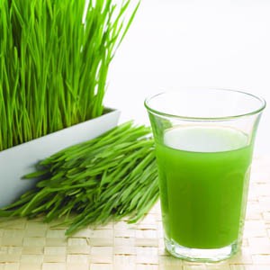 Benih Bibit Rumput Gantung Wheatgrass 60 Benih Dua Ribuan PG SBY