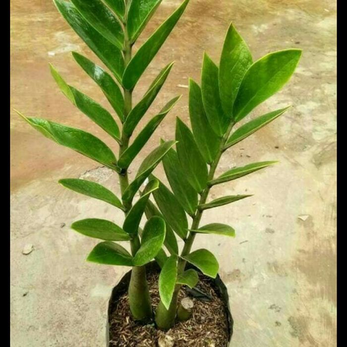 Tanaman Zz Plant -Dolar Zamia MURAH
