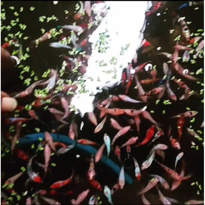 CUPANG KOI NEMO PARTAIAN