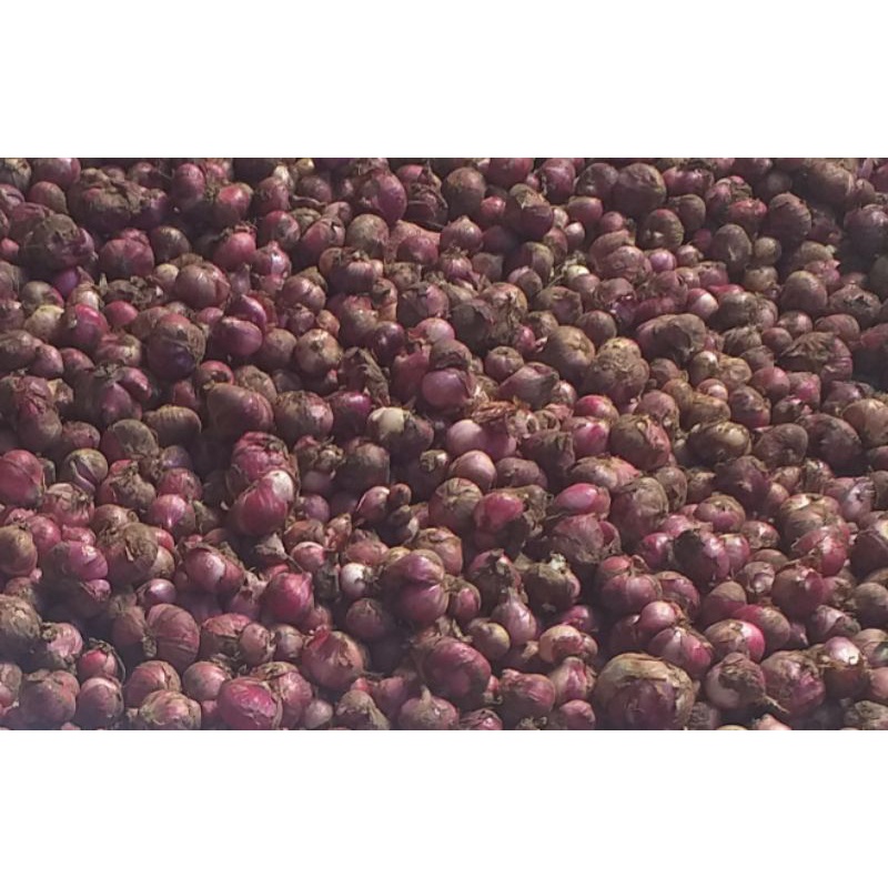 

Bawang merah peking