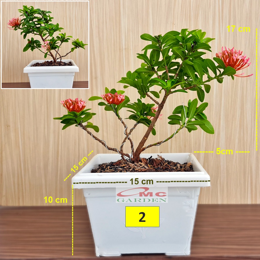 Tanaman Hias Bonsai Bonsae Mame Soka Mini Asoka Jepang Ixora Pink Jambon B-SMP-007