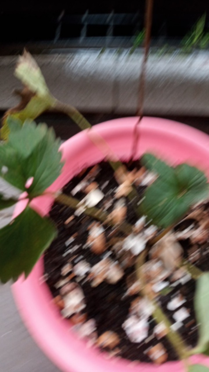 Bibit Strauberi Sudah Tumbuh Dan Berbungga