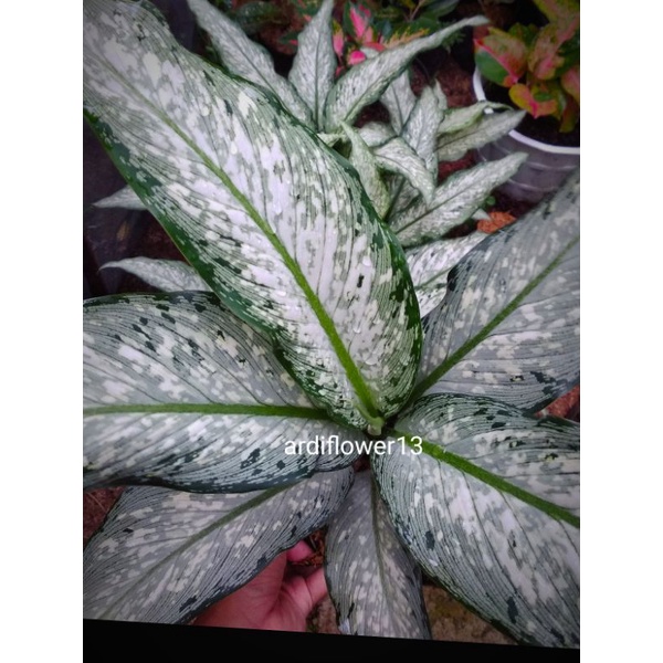 Diven bolak balik / selendang putri