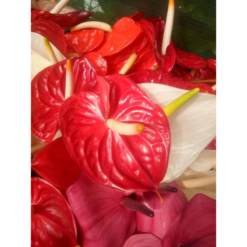 BUNGA POTONG ANTHURIUM