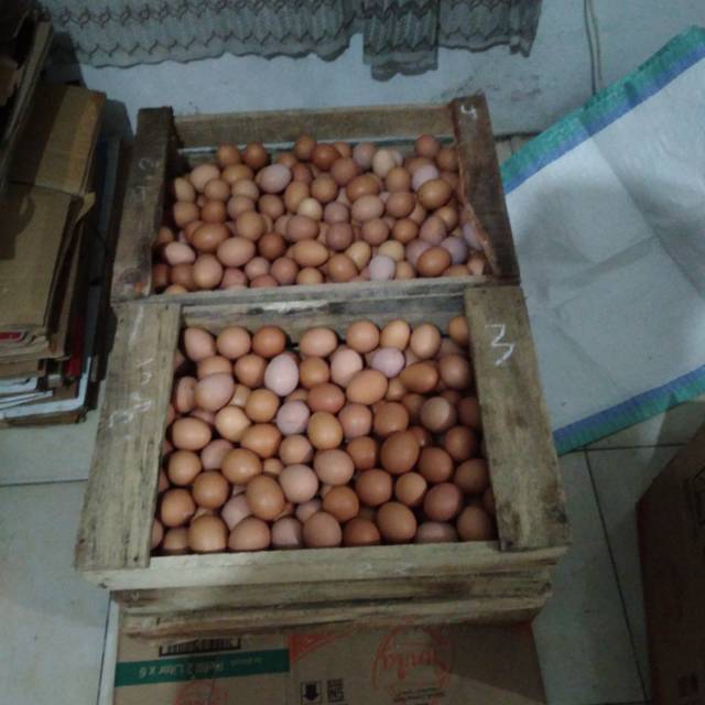 

Telur