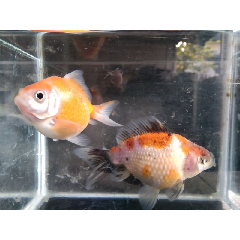 Koki Mutiara