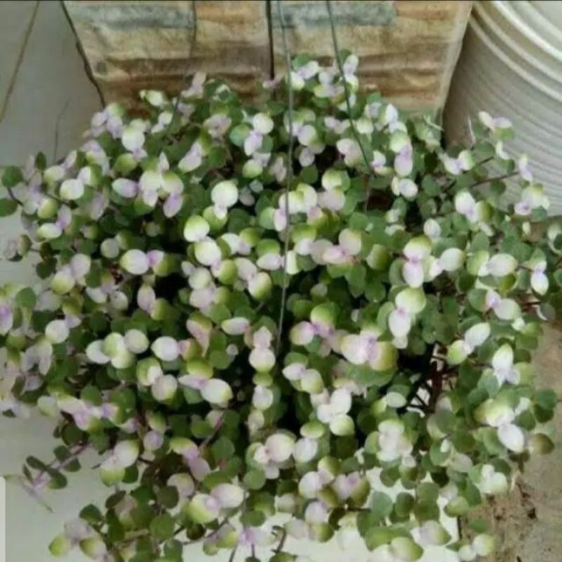  Tanaman  hias bunga gantung  kribo  variegata pucuk putih 