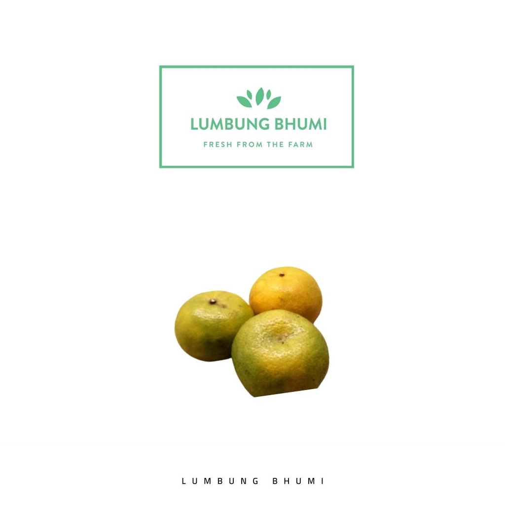 

Lumbung Bhumi - Jeruk Medan 500 Gr ( Buah Curah )